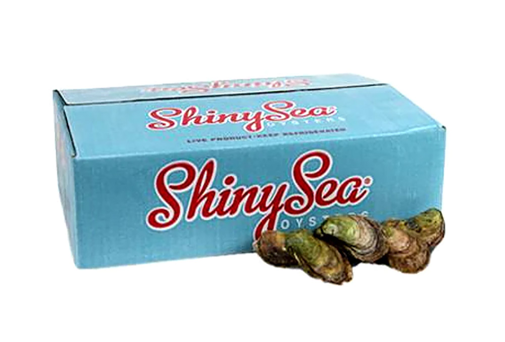 Shiny Sea Oysters